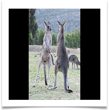 Kangaroos - James Leslie